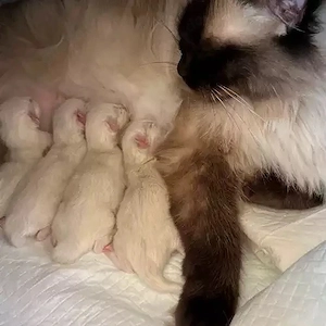 2 weibliche   2 männliche Ragdoll-Kätzchen zu verkaufen