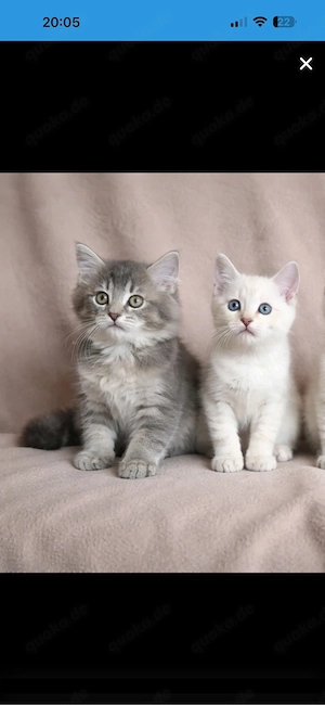 Wunderschöne BKH-Ragdoll-Mix Geschwister (geimpft, gechipt, EU-Pass) Bild 2