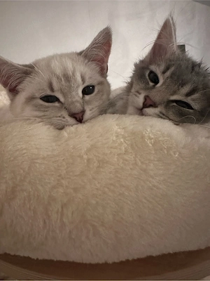 Wunderschöne BKH-Ragdoll-Mix Geschwister (geimpft, gechipt, EU-Pass) Bild 4
