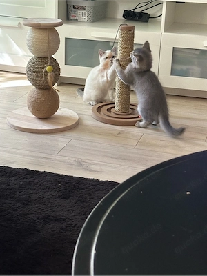 Wunderschöne BKH-Ragdoll-Mix Geschwister (geimpft, gechipt, EU-Pass) Bild 5