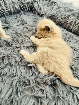 BKH BLH baby Katzen 