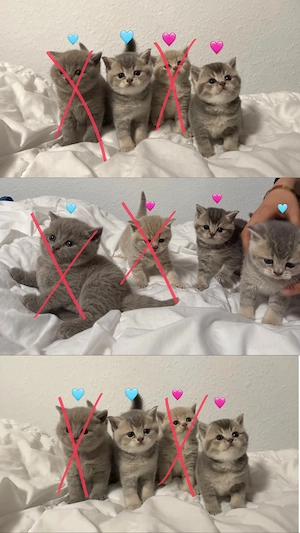 Reinrassige British Kurzhaar Kitten