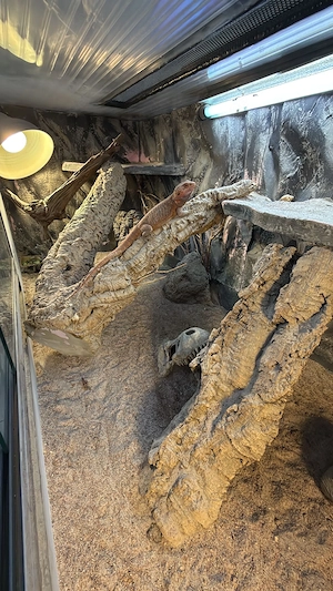 drei Bartagamen mit inklusive Terrarium und Zubehör 