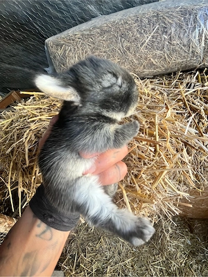 Zwergkaninchen Babys 
