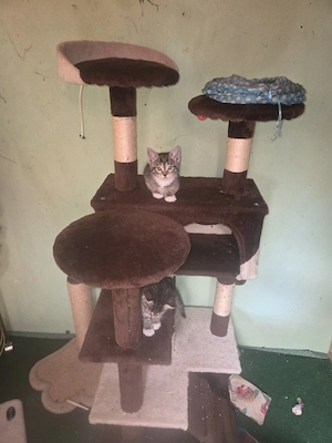 katzen kinder