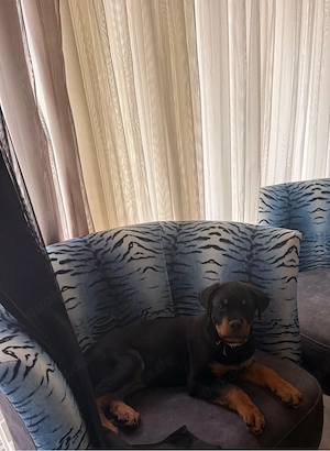 Reinrassige Rottweiler Welpen 
