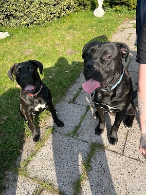 Cane Corso Weibchen