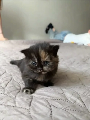 Britisch Kurzhaar (BKH) Kitten   seltene Farben   
