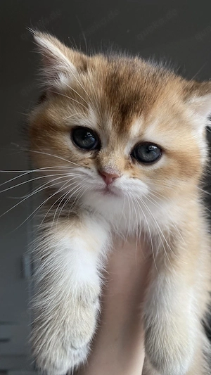 British Kirzhaar Kitten