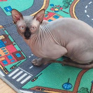Sphynx Kater 