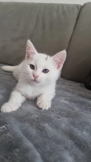 2 Monate alte Babykatzen zu Verkaufen