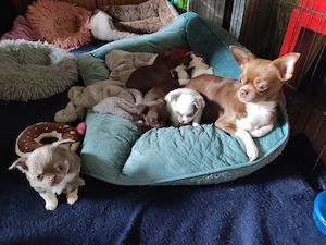Chihuahua Bande  sucht liebevolles Zuhause