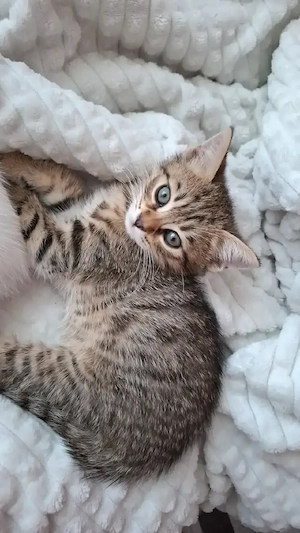 2 Monate alte Babykatzen zu Verkaufen