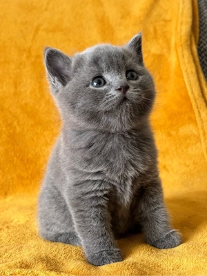 BKH Kitten