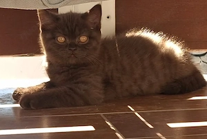 BKH, Kitten, British Kurzhaar, Katze, Chocolate 