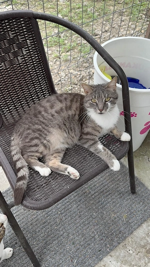 Grayson - ein sanfter Schmusekater sucht sein Für immer Zuhause