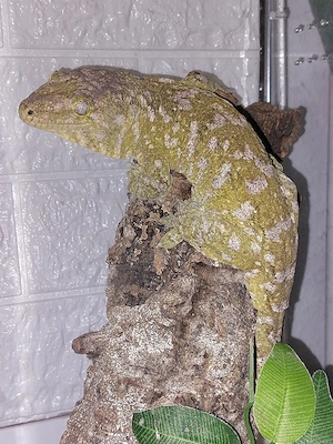 1.1 Rhacodactylus leachianus Mt. khogis Friedel