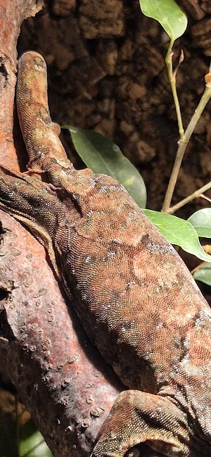 0,1 Mniarogekko chahoua Bild 4