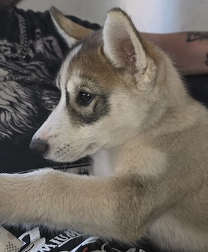 Kleiner Huskyrüde