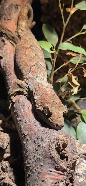 0,1 Mniarogekko chahoua Bild 2