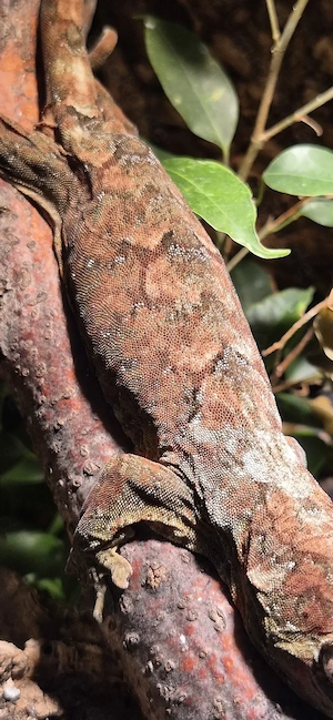 0,1 Mniarogekko chahoua Bild 3