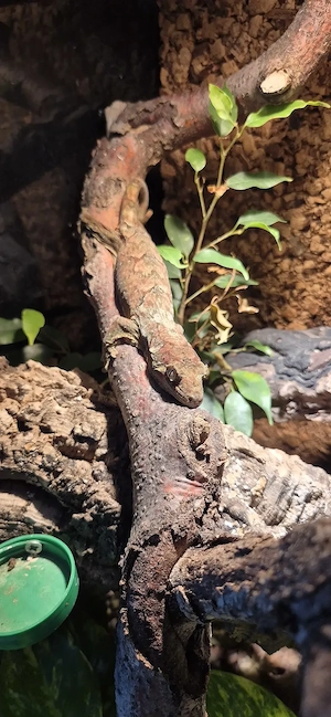 0,1 Mniarogekko chahoua