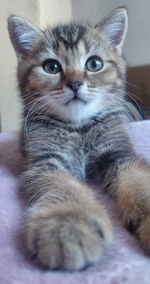 Britisch Kurzhaar (BKH) kitten