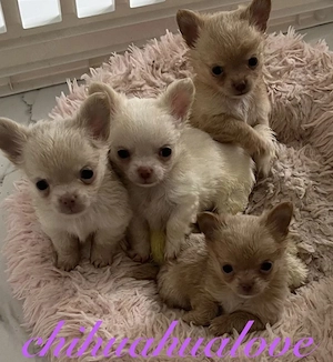 Vier wunderschöne Chihuahua-Welpen suchen ein neues Zuhause. 