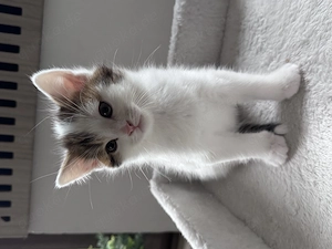  Süße Maine Coon Mischlings-Kitten suchen ein liebevolles Zuhause 