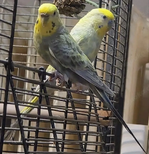 **2 Rainbow-Kaiser-Wellensittiche mit großer More-Darwin-Zimmervoliere** Bild 7