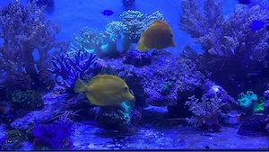 Zebrasoma Flavescence (Hawaii Doc)