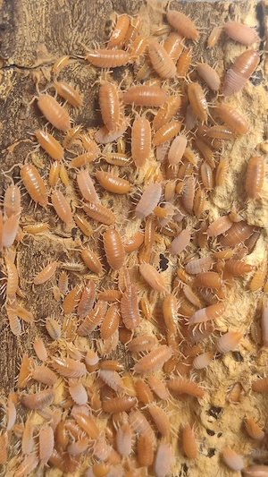 Porcellionides pruinosus orange  Isopods  Bodenpolizei 