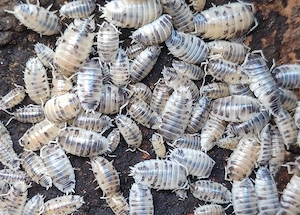 Porcellio laevis Dairy Cow  Isopods  Bodenpolizei 