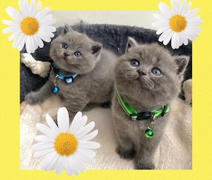 Reinrassige BKH Jungs in Blue