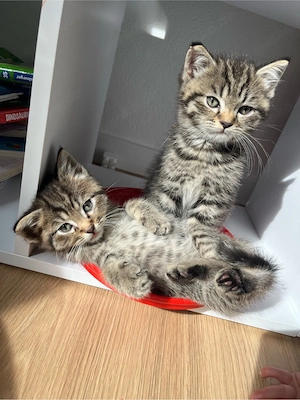 Bkh u. Blh Kitten 
