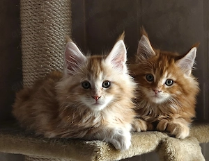 Maine Coon Kitten reinrassig mit Stammbaim