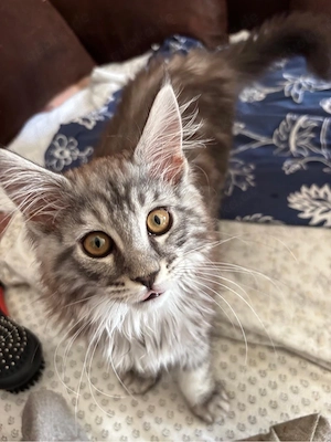Main coon Baby