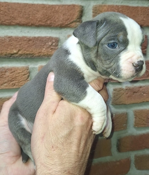 Reinrassig American Bully Welpen suchen ihr neues Zuhause