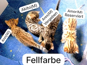 Bengal   Ägyptische Mau Kitten