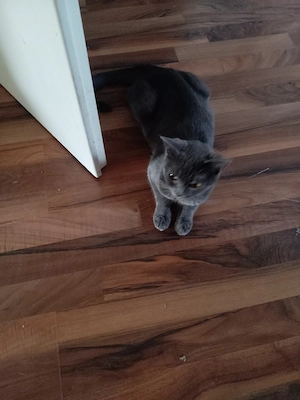 BKH Katze  Bild 3