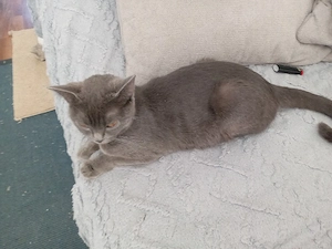 BKH Katze  Bild 2