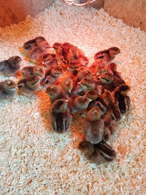 Bielefelder Kennhuhn Küken Hähne