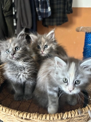 Zauberhaft Main coon Kitten 