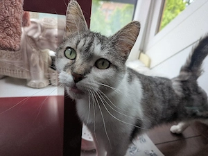 Kätzin Nikki FIV+