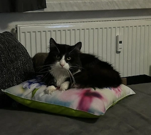 Maincoon Karter