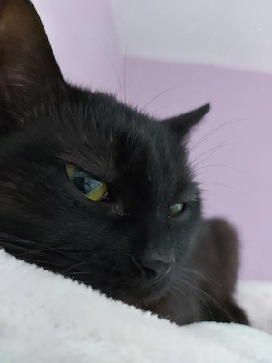 Mischling Kater schwarz
