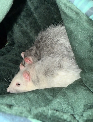 4 Ratten inkl. Zubehör und Käfig Bild 2