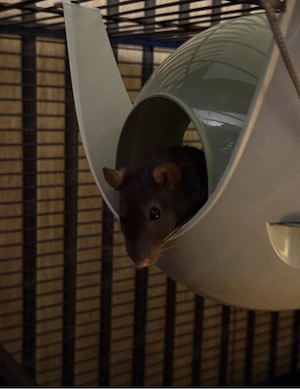 4 Ratten inkl. Zubehör und Käfig Bild 3