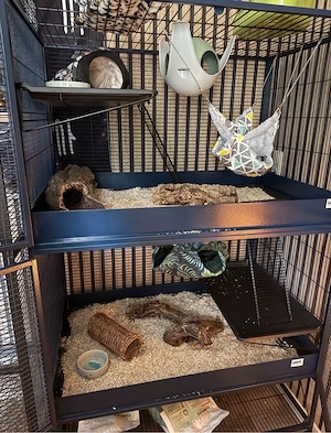 4 Ratten inkl. Zubehör und Käfig Bild 4