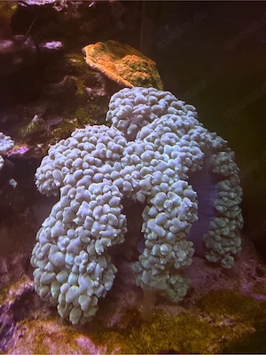 Grosse Blasenkoralle Plerogyra Sinuosa LPS